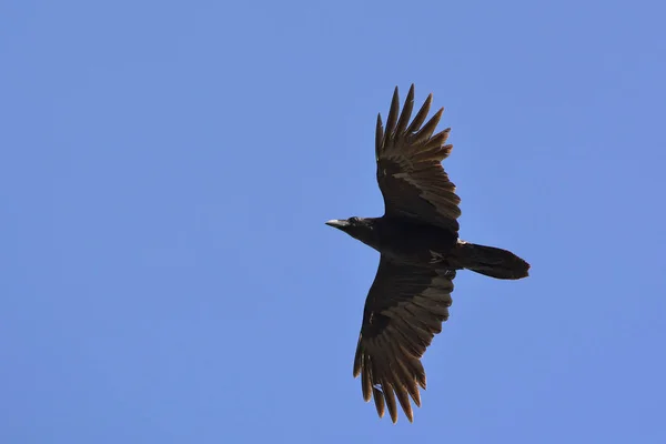 Corvo Comum Corvus Corax Creta — Fotografia de Stock