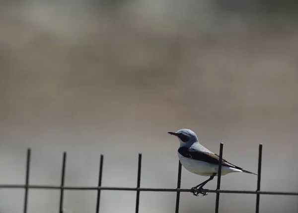 Bělořit Šedý Oenanthe Oenanthe Řecko — Stock fotografie