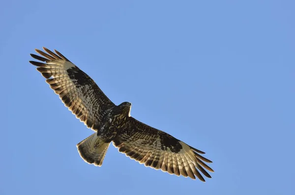 Common Buzzard Buteo Buteo Crete Greece — Stock Photo, Image