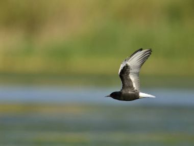 Beyaz kanatlı Tern veya Beyaz kanatlı Siyah Tern, Chlidonias lökopterus, Yunanistan 