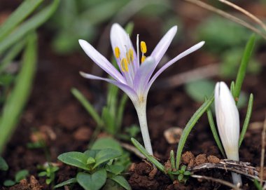 Colchicum pusillum Girit'ten