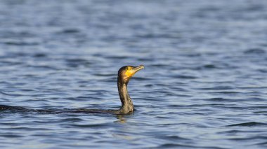 Büyük karabatak (Phalacrocorax carbo)