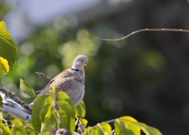 Bir Avrasya yakalı kumru (Streptopelia decaocto), Yunanistan 
