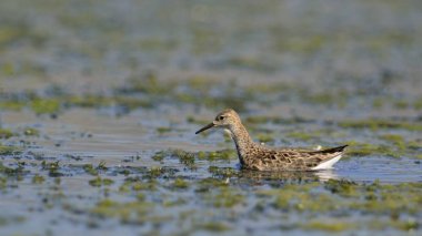 Ruff (Philomachus pugnax), Crete