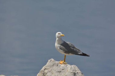 Sarı bacaklı martı (Larus michahellis)