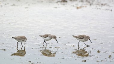 Dunlin (Calidris alpina), Yunanistan