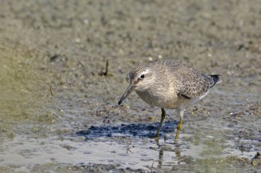 Kırmızı düğüm (Calidris canutus), Yunanistan