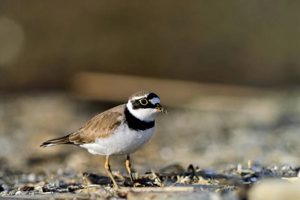 Petit Pluvier Annelé Charadrius Dubius Grèce — Photo