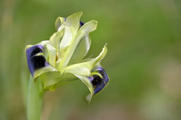 Snake 's Head Iris (Iris tuberosa veya Hermodactylus tuberosus), Girit