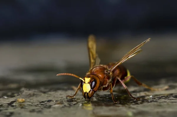 Oriental Hornet Vespa Orientalis Kréta — Stock fotografie