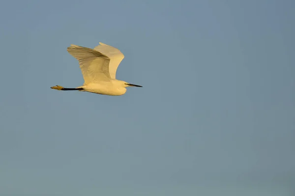 Little Egret Egretta Garzetta Creta Grecia — Foto de Stock