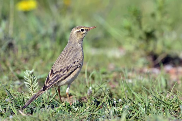 Tawny Pipit Anthus Campestris 그리스 — 스톡 사진