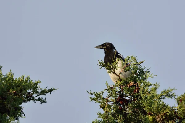 Magpie Pica Pica Grekland — Stockfoto