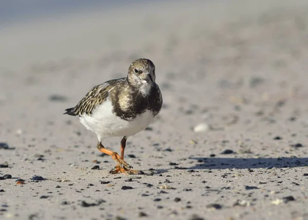 Ruddy Turnstone Arenaria Interprétes Grèce — Photo