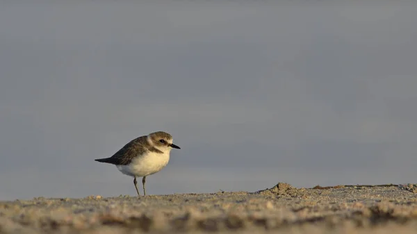 シロチドリ Charadrius アレクサンドリア ギリシャ — ストック写真