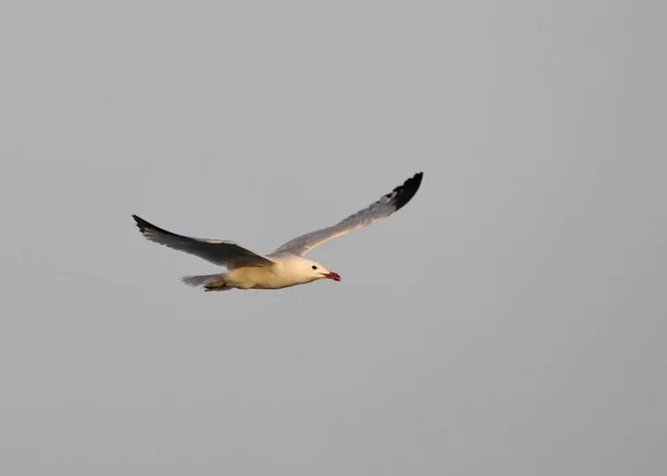 Audouin Gull Larus Audouinii Greece — стоковое фото