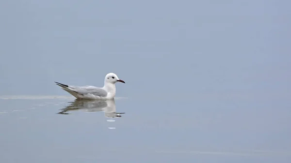 カモメ Chroicocephalus ゲネイ ギリシャ — ストック写真