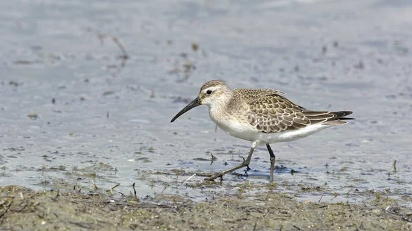 Curlew Sandpiper Calidris Ferruginea Řecko — Stock fotografie