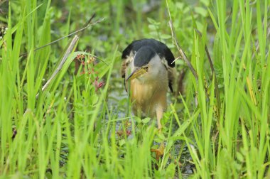 Küçük Bittern (Ixobrychus minute), Girit