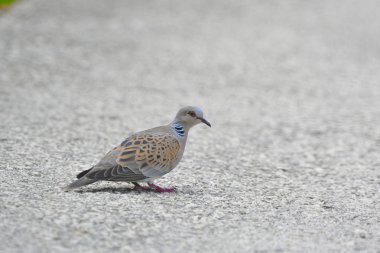 Turtle Dove - Streptopelia Turtur, Yunanistan