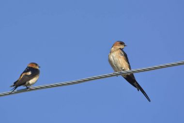 Kırmızı sırtlı Swallow (Hirundo daurica), Yunanistan