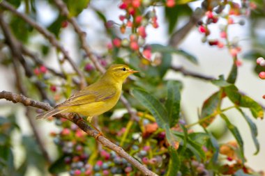 Willow Warbler (Phylloscopus trochilus), Yunanistan