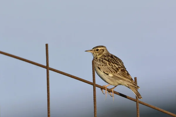 와이어 Woodlark Lullula Arborea — 스톡 사진