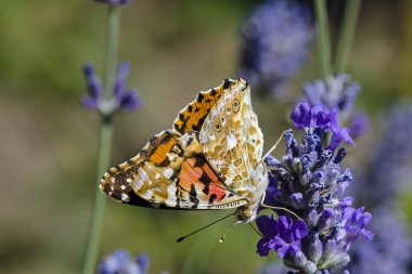 Painted Lady (Vanessa cardui), Yunanistan