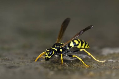 Polistes sp. Eşek arısı, Crete