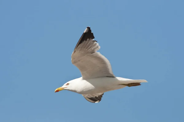 Geelpootmeeuw Larus Michahellis Griekenland — Stockfoto