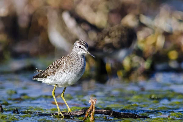 Madeira Sandpiper Tringa Glareola Creta — Fotografia de Stock