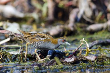 Baillon 'dan Crake (Zapornia pusilla), Yunanistan