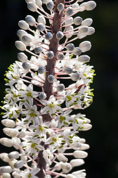 Squill, deniz squill, deniz soğan, ein oturmak veya ada sogani (Urginea maritima), Crete 
