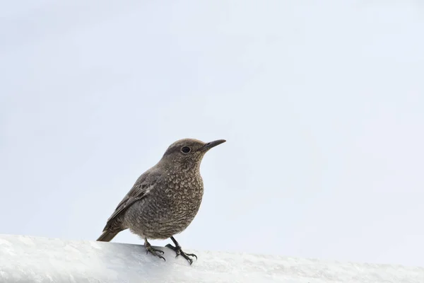 Blauer Steindrossel Monticola Solitarius Beton — Stockfoto