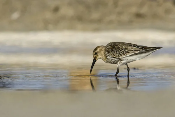 Λασποσκαλίδρα Calidris Alpina Κρήτη — Φωτογραφία Αρχείου