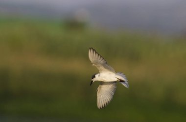 Bıyıklı sumru - Chlidonias hybridus, Crete 