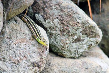 Yılan gözlü kertenkele (Ophisops elegans)