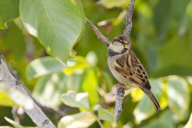 İtalyan Serçesi (Passer italiae), Girit 