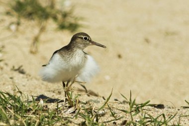 Ortak kum kuşu (Actitis hypoleucos). Crete, Yunanistan 