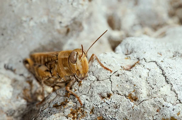 Grasshopper Orthoptera Crete — Stock Photo, Image