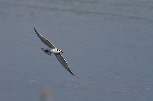 Tern Whiskered Chlidonias Hybridus Creta — Fotografia de Stock