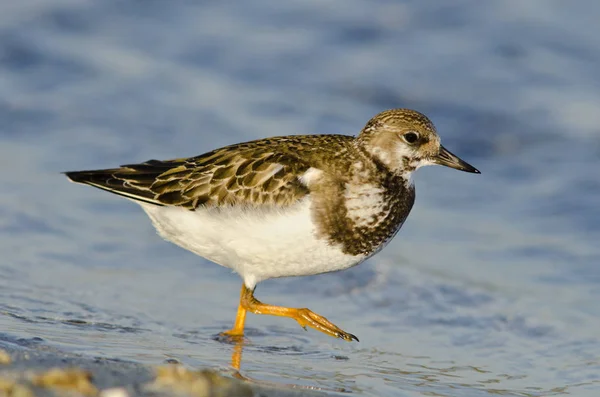 Ruddy Turnstone Arenaria Interpres Creta — Fotografia de Stock