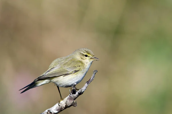 Gransångare Phylloscopus Collybita Grekland — Stockfoto