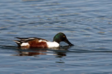 Erkek bir kürekçi - Anas clypeata, Girit 