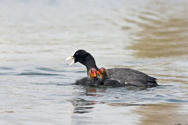 Coot Eurasiático Fulica Atra Creta — Fotografia de Stock