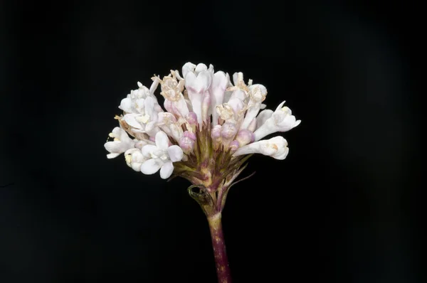 Girit Valerian Valeriana Asarifolia Girit — Stok fotoğraf