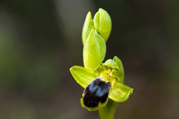 Orchid Ophrys Cinereophila Crete — Stock Photo, Image