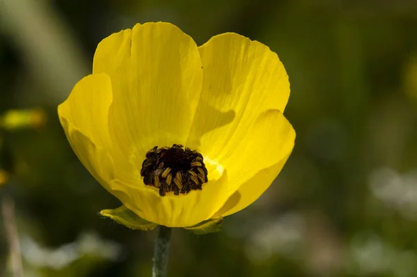 Перська Buttercup Ranunculus Asiaticus Крит — стокове фото