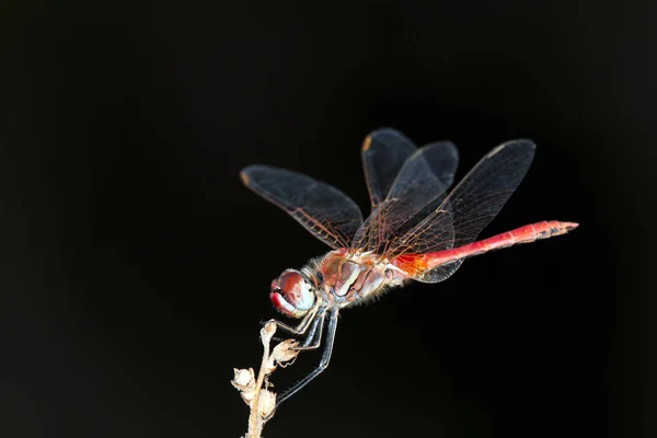 Darter Venato Rosso Sympetrum Fonscolombii Creta — Foto Stock