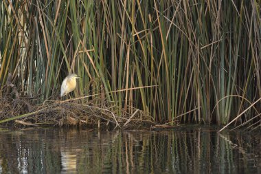 Alaca balıkçıl (Ardeola ralloides), Yunanistan